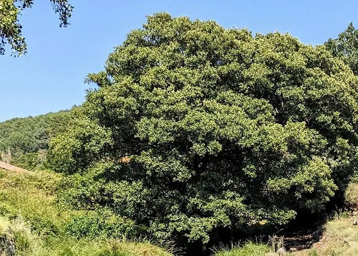 Turistico Monteceli At-cc-00748 * Gata